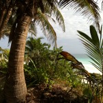 1The beach at Casa De Las Olas in Tulum with white sands and a coconut tree