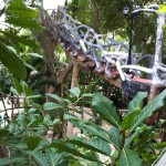 Cool tree house stairs an my complex in mexico