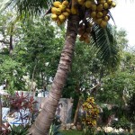 Look at that rack of coconuts around the gated complex in playa del carmen