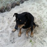 marie at Casa De Las Olas jimmy's dog in the sand