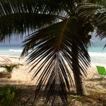 The beach at Casa De Las Olas in Tulum with white sands and a coconut tree