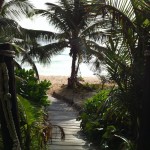 The beach at Casa De Las Olas in Tulum with white sands and a coconut tree and a path