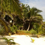 The beach at Casa De Las Olas with coconut trees and white sands