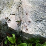 These ants got leaves around the gated complex in playa del carmen