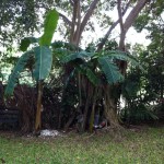 Trees on the property around the gated complex in playa del carmen